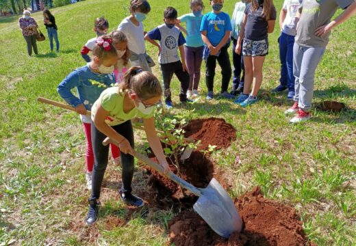 As nenas e nenos do CEIP celebran o Día Mundial do Medio Ambiente cunha plantación de faias